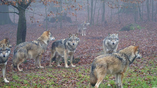 Wolves. Image credit: Meles1 (Source: Wikipedia)