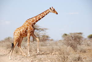Eine Netzgiraffe (G. reticulata) im Samburu National Reserve in Kenia. Image copyright: Julian Fennessy