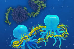Mitochondriale TIM-Transfer-Chaperone nutzen mehrere klammerartige Bindungen, um lose gefaltete Membranproteine durch den Intermembranraum zu transportieren. Die Grafik veranschaulicht dieses Prinzip anhand von zwei „Dodekapussen“, die mit ihren Tentakeln eine Seeschlange halten. Bild credit: Yong Wang (Lindorff-Larsen Lab) und Wei Chen, Universität Kopenhagen