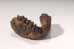Unterkiefer eines 2,4 Millionen Jahre alten Homo rudolfensis, Fundstätte Uraha nahe des Malawisees, Image copyright: Hessisches Landesmuseum