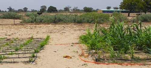 Millet grown without shrubs (left) next to millet grown with shrubs (right). Image credit: Ohio State University  
